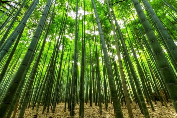 bamboo-1283976